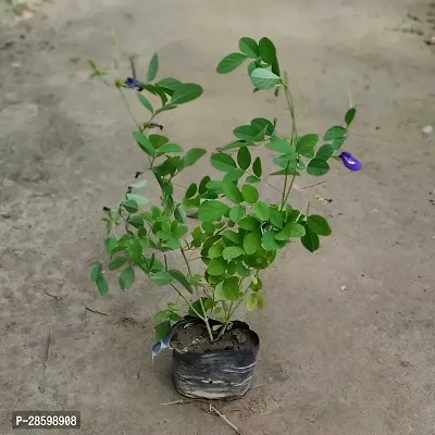 Platone Aparajita Butterfly Pea Plant Aparajita_BLUE_NP79-thumb2