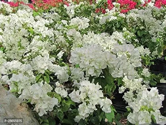 Platone Baugainvillea Plant bougnvillia18