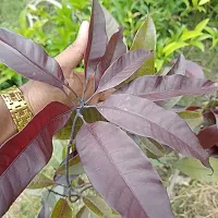 Platone Mango Plant ROYAL BLACK STONE MANGO-thumb1