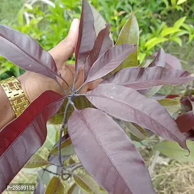 Platone Mango Plant ROYAL BLACK STONE MANGO-thumb2