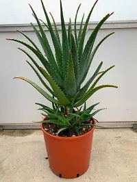 Platone Aloe Vera Plant Aloevera Plant-thumb1