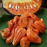 Platone Jack Fruit Plant RED JACKFRUIT PLANT-thumb1