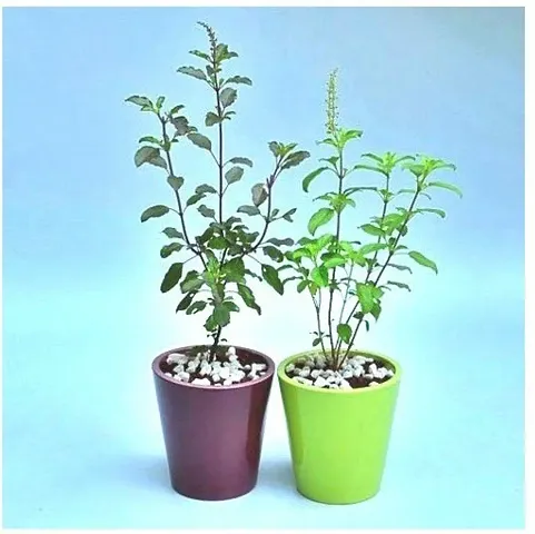 Must Have Plant & Planters 