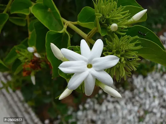 Platone Jasmine Plant The Aromatic Downy Jasminekundowhite kundo