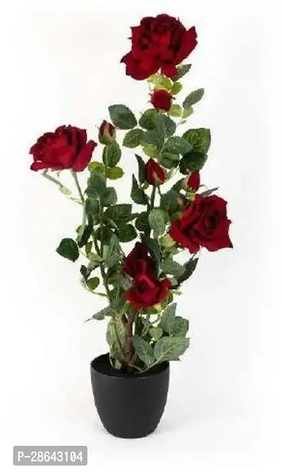 Platone Rose Plant GRAFTED ENGLISH ROSE 004-thumb0