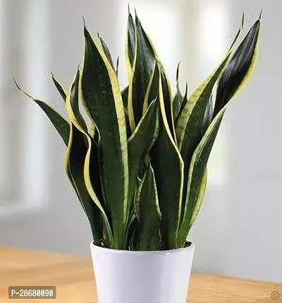 Platone Snake Plant Sansevieria Superba-thumb0