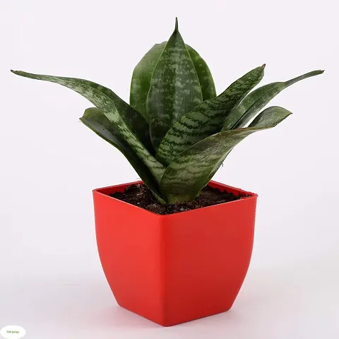 Must Have Plant & Planters 