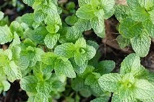 Platone Mint Plant MINT PLANT OH66-thumb1