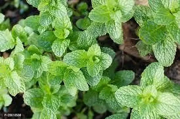 Platone Mint Plant MINT PLANT OH66-thumb2