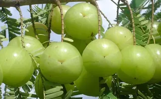 Platone Amla Plant organic green outdoor leving amla fruit plant-thumb2