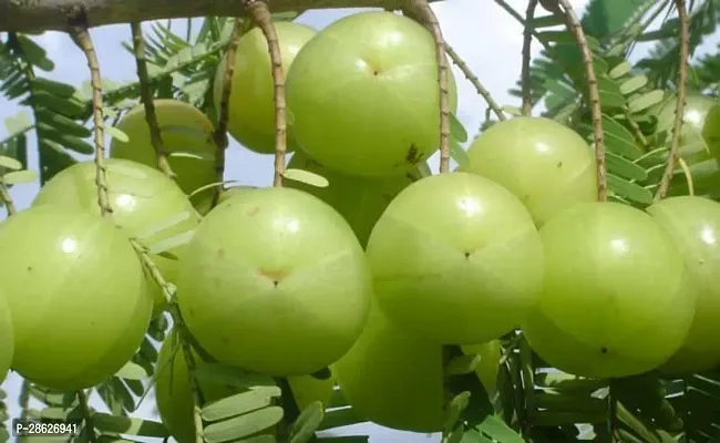 Platone Amla Plant organic green outdoor leving amla fruit plant-thumb3