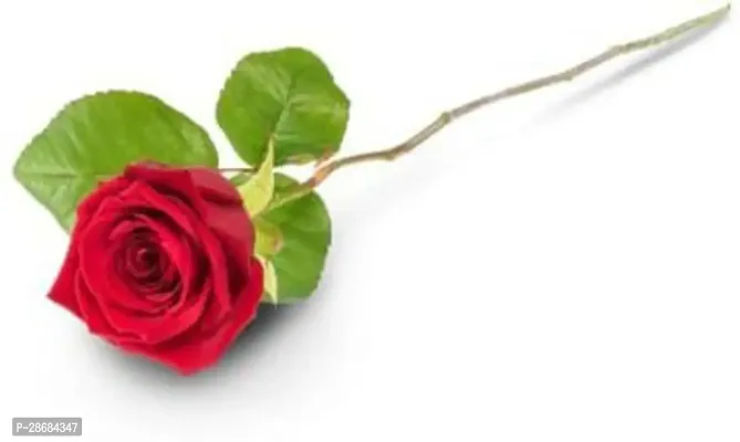 Platone Rose Plant RedRose_Plant-thumb2