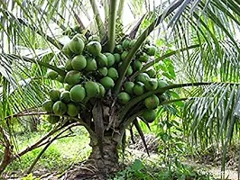 Platone Coconut Plant Hybrid Kerala CoconutCoconutkerala coconutHAZARI NARIYAL-thumb1