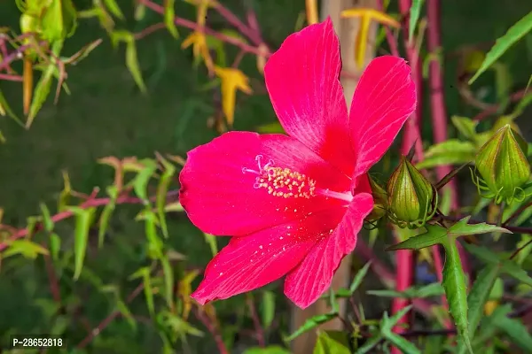 Platone Hibiscus Plant red hibiscus23