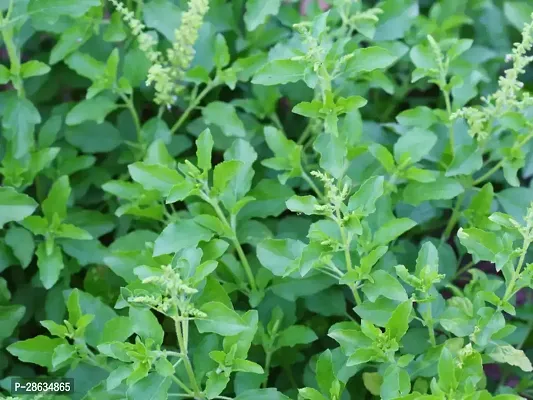 Platone Tulsi Plant Tulsi 201