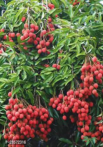 Platone Litchi Plant Gardens Lichi Fruit Plant-thumb0