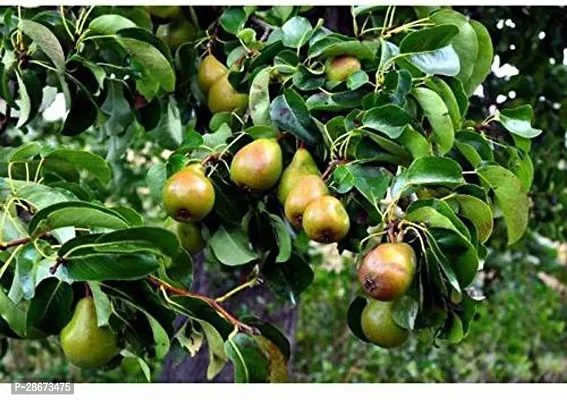 Platone Pear Plant pear64