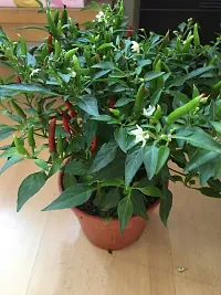 Platone MirchChilli Plant MIRCHICHILLI PLANT-thumb1