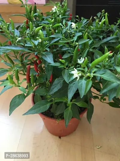 Platone MirchChilli Plant MIRCHICHILLI PLANT-thumb2