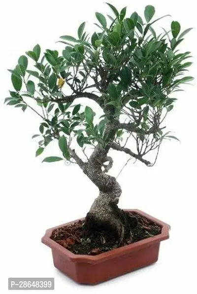 Platone Ficus Bonsai Plant CFGV18