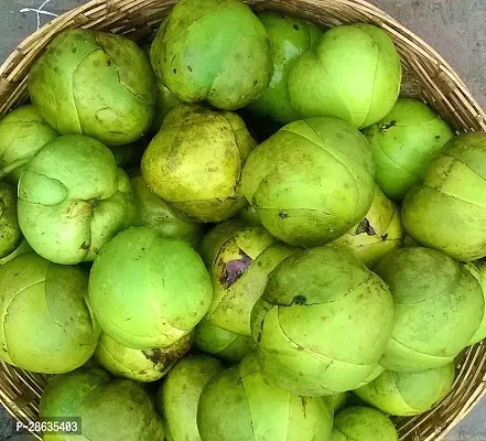 Platone Elephant Apple Plant Chalta Karambel Fruit Plant