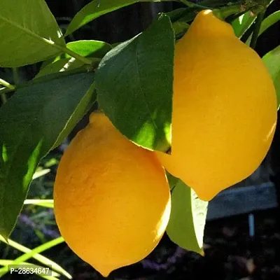 Platone Lemon Plant Lemon Plant (02)-thumb0