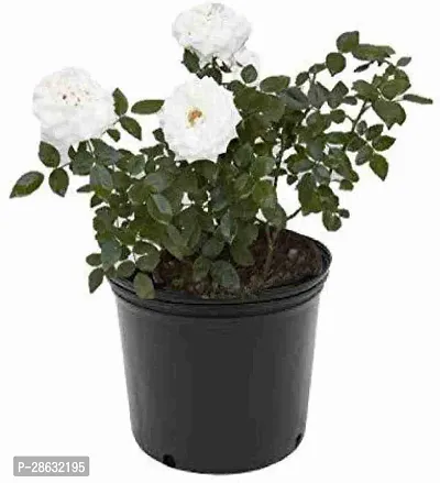 Platone Rose Plant Ros eplant-thumb0