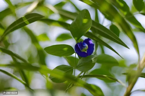 Platone Aparajita Butterfly Pea Plant Aparijitabutterfly peanilkanta flower live plantV-3-thumb3