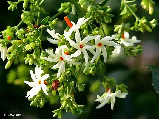 Platone Night Bloom Jasmine Plant Raat ki Rani Night-BloomingJasmine Beautiful Flower Live Plant-thumb2