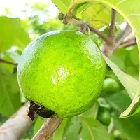 Platone Guava Plant GUAVA PLANT EEWW133-thumb1