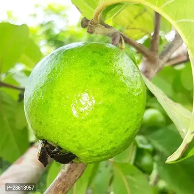 Platone Guava Plant GUAVA PLANT EEWW133-thumb2