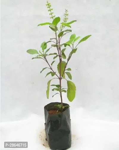 Platone Tulsi Plant PN-AC-N1400-thumb0