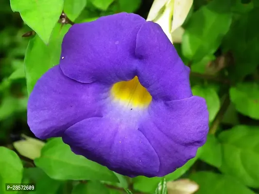 Platone Thunberjia Plant Blue AllamandaThunbergia Erectablue trumpet Vine evergreen wineBlue Skyflower