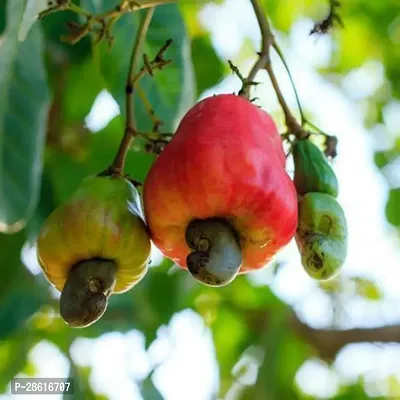 Platone Cashew Apple Plant Cashew PlantKaju Badam Gachh-thumb0