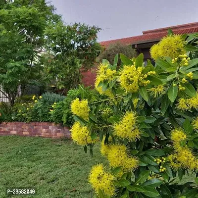 Platone Camphor Plant Yellow First Love Flowers Live Plant A19-thumb0