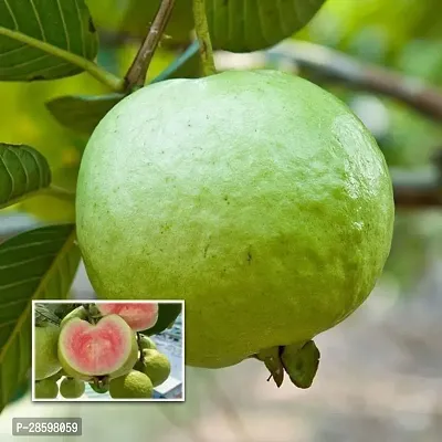 Platone Guava Plant Guava plant-thumb0