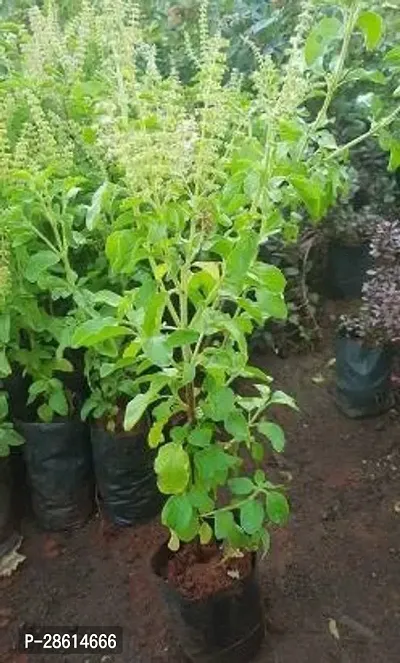 Platone Tulsi Plant Tulsi live here plant CB