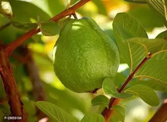 Platone Guava Plant J1