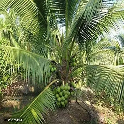 Platone Coconut Plant Badami Coconut Hybrid Plant For Outdoor Garden-thumb2