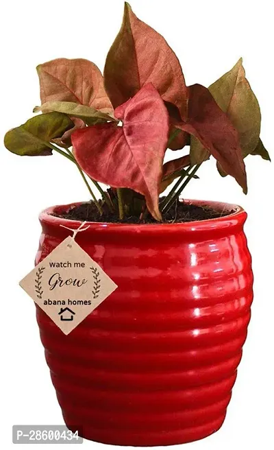 Platone Syngonium Plant pyg$63-thumb0