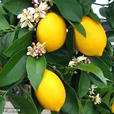 Platone Lemon Plant BP_02 Seed Less Lemon