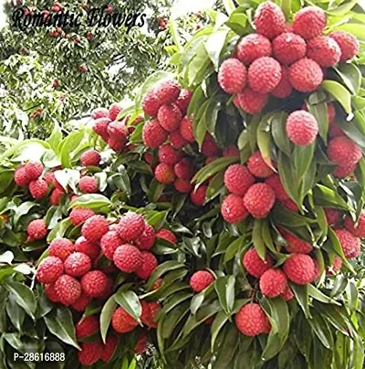 Platone Litchi Plant LTCHP-BPC-10MARCB05-93-thumb0