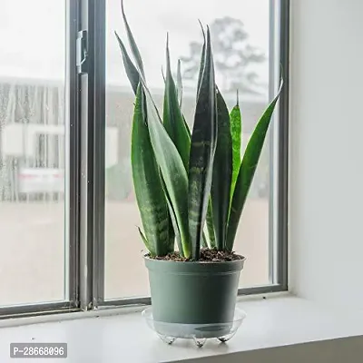 Platone Snake Plant (Trifasciata)plant-thumb0