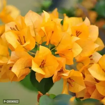 Platone Bougainvillea Plant Bougainvillea Flower Plant(02)-thumb2