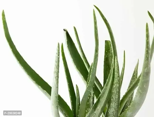 Platone Aloe Vera Plant aloevera plant 722-thumb0