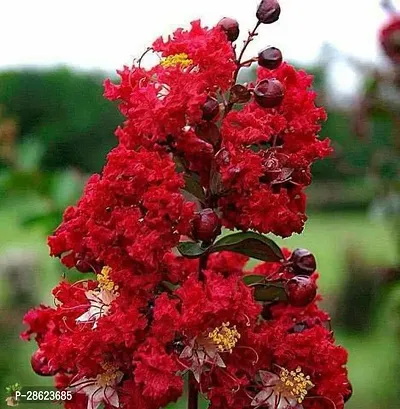 Platone Jasmine Plant Red Crape Myrtle Live Plant A