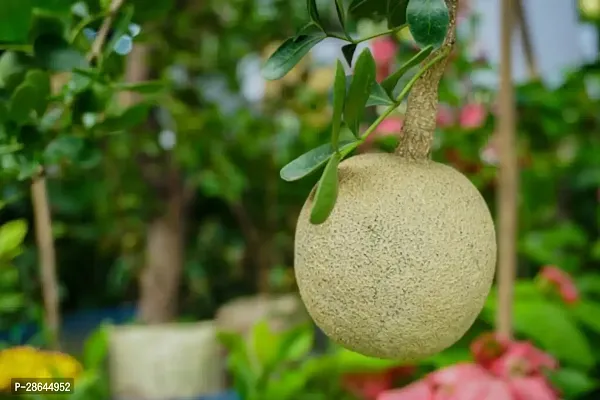 Platone Bel Plant Thai Wood Apple Live Plant- Popular Among IndianBengali Street Food.CFKB17-thumb0