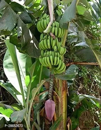 Platone Banana Plant Gardens Fruit Live Plant - Rare Robusta Variety Banana Plant (2 Plants)-thumb0