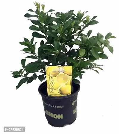 Platone Lemon Plant ART-FUL-CREA-TURE-841