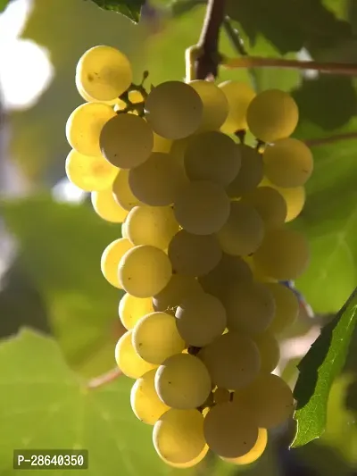 Platone Grapes Plant Air Layered GrapesAngoor live Plant CF539-thumb0